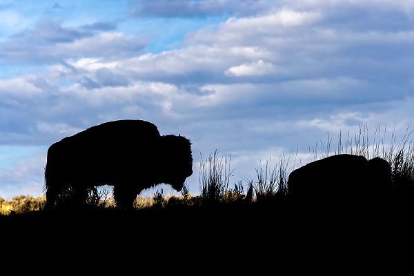 Jones, Adam 아티스트의 American Bison silhouette Yellowstone National Park-Wyoming작품입니다.